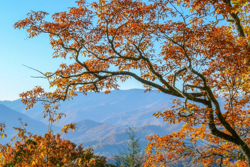 A Guide to Smoky Mountain Fall Foliage